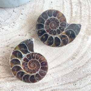 Ammoniet