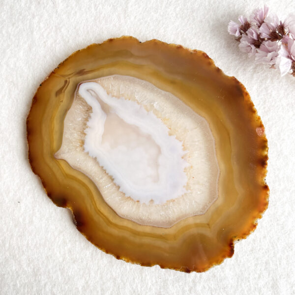 A polished cross-section of an agate stone displaying concentric layers of earthy brown to beige colors with a white crystalline center, placed on a white textured surface, accompanied by small pink blossoms in the top right corner.